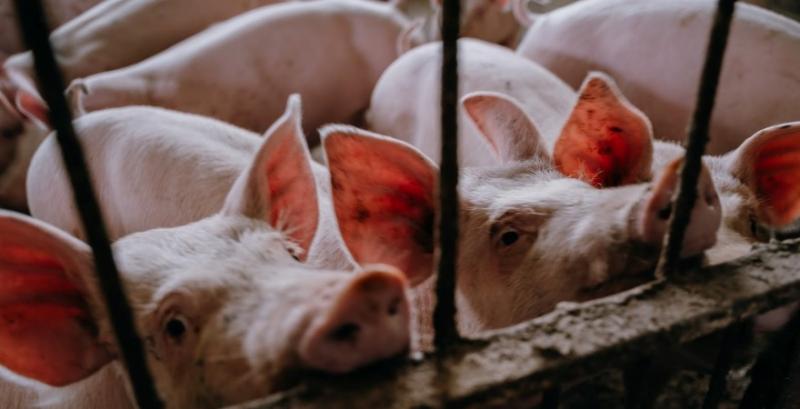 Ціни на живець свиней в окремих регіонах перевищили 100 грн/кг Ціни на живець свиней в окремих регіонах перевищили 100 грн/кг