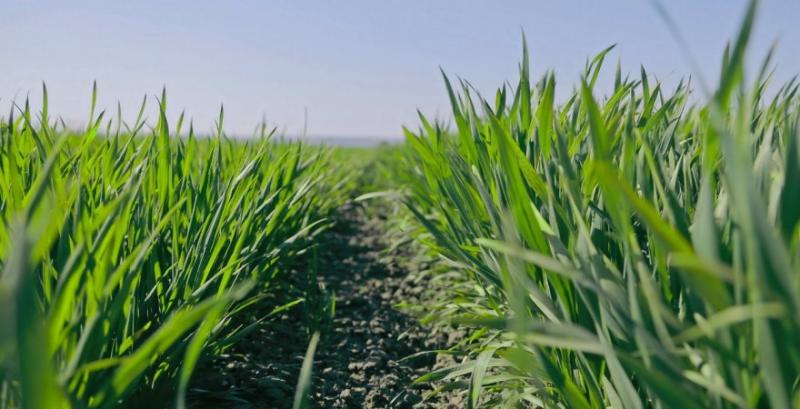 Передпосівна обробка насіння озимих спеціальними добривами допоможе нівелювати вплив стрес-факторів Передпосівна обробка насіння озимих спеціальними добривами допоможе нівелювати вплив стрес-факторів