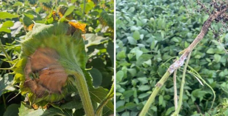 Склеротиніоз на соняшнику та сої Склеротиніоз на соняшнику та сої