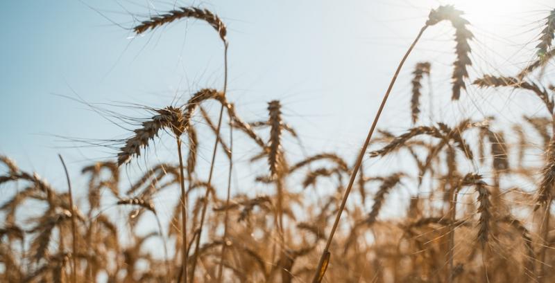 Ветеран, який втратив ногу на війні, створив власне фермерське господарство