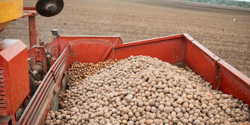  На Рівненщині площі картоплі зросли у 2 рази, а врожайність сягає 35 т/га