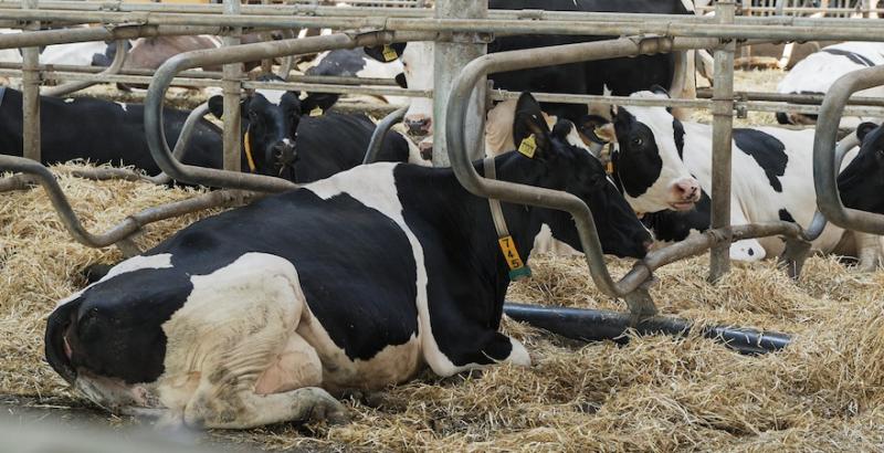 На Волині оголосили карантин на фермі 