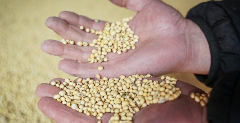 На Полтавщині урожайність сої знизилась майже на третину