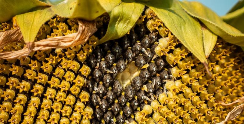 В Україні очікується зниження цін на соняшник та соняшникову олію В Україні очікується зниження цін на соняшник та соняшникову олію