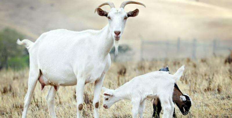 Козина ферма «Срібне копитце» Козина ферма «Срібне копитце»