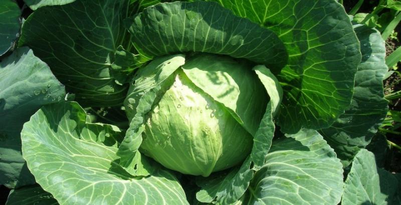 Фермери розпочали збір пізньої капусти: ціни стрімко падають