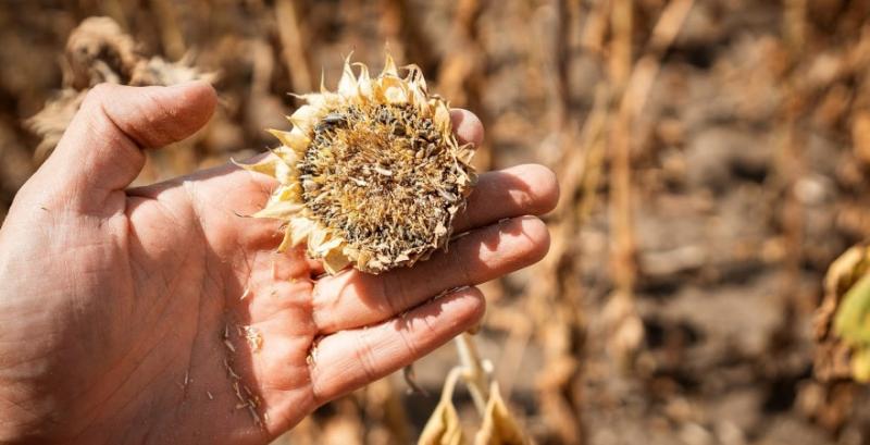 На Херсонщині врожайність соняшника в окремих господарствах не досягає навіть пів тонни з гектара