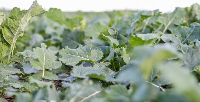 Підготовка озимого ріпаку до вдалої перезимівлі — поради від Ukravit