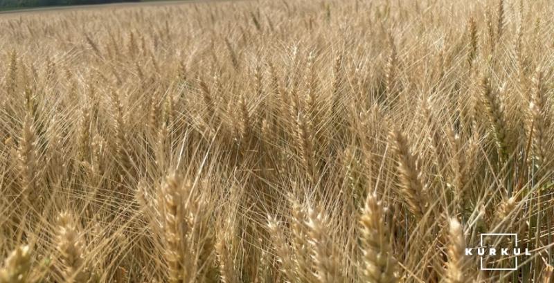 Ринок жита: поки фермери притримують продажі, виробники харчів тестують імпорт з Польщі