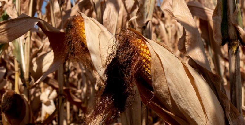 Аграрії 6 регіонів вже збирають кукурудзу: найвища врожайність на Сумщині та Черкащині Аграрії 6 регіонів вже збирають кукурудзу: найвища врожайність на Сумщині та Черкащині