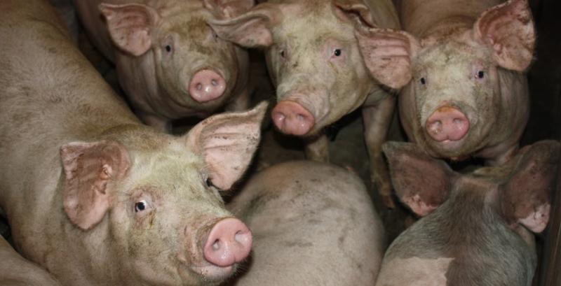 Закупівельні ціни на живець свиней будуть стабільними — прогноз на 15-21 вересня