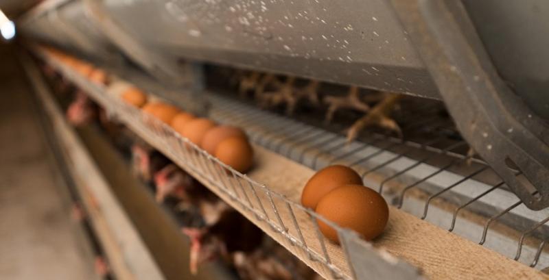 Яйця можуть подорожчати на 5-10% — Марчук
