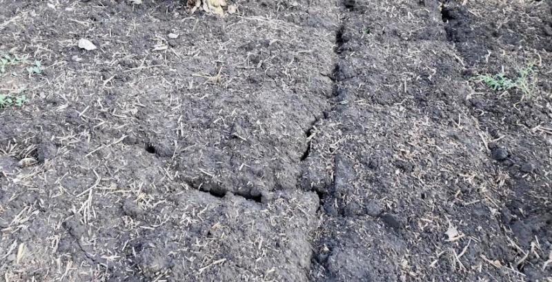 Посуха на Миколаївщині