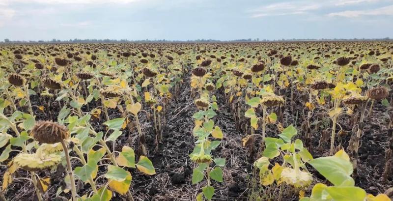 Соняшник на полях ФГ «Аргумент» Соняшник на полях ФГ «Аргумент»