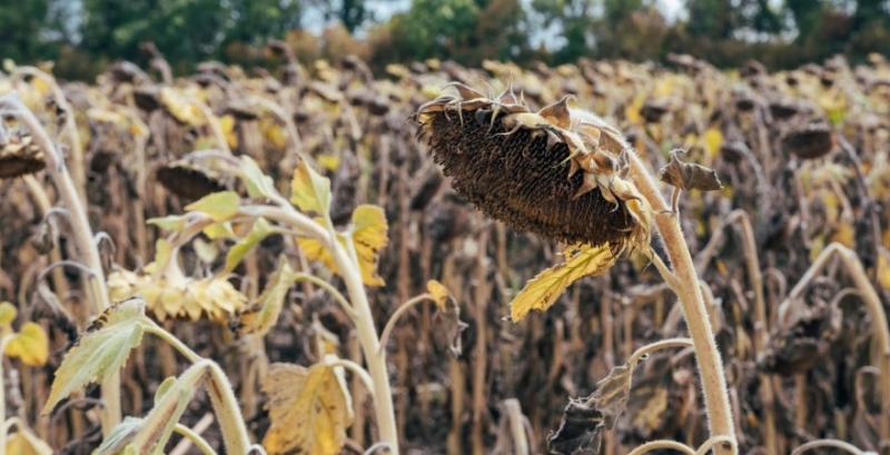 Причини гілкування соняшника