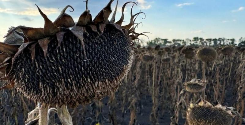 Соняшник у ПСП «Перемога» Соняшник у ПСП «Перемога»