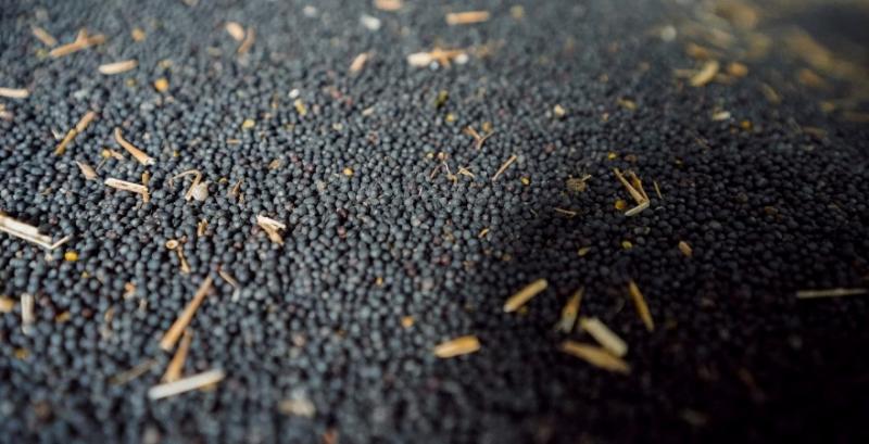 Внутрішній ринок ріпаку під тиском Внутрішній ринок ріпаку під тиском