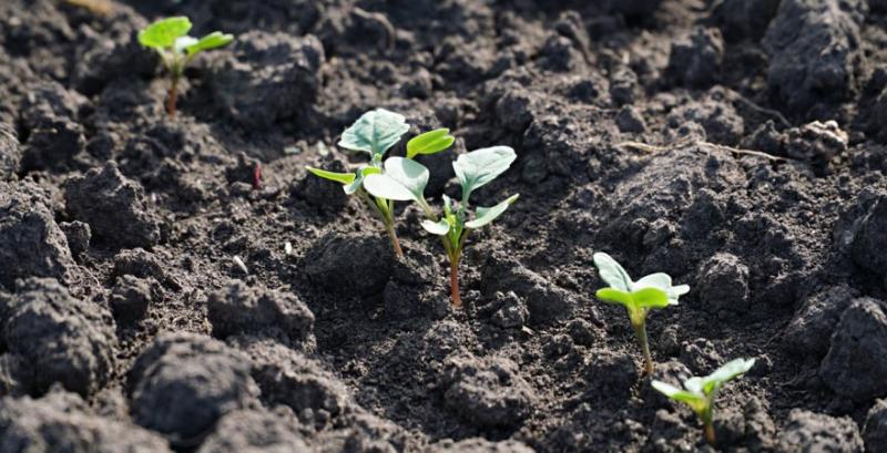 Посіви ріпаку заселяють шкідники — як попередити потенційні втрати майбутньої врожайності