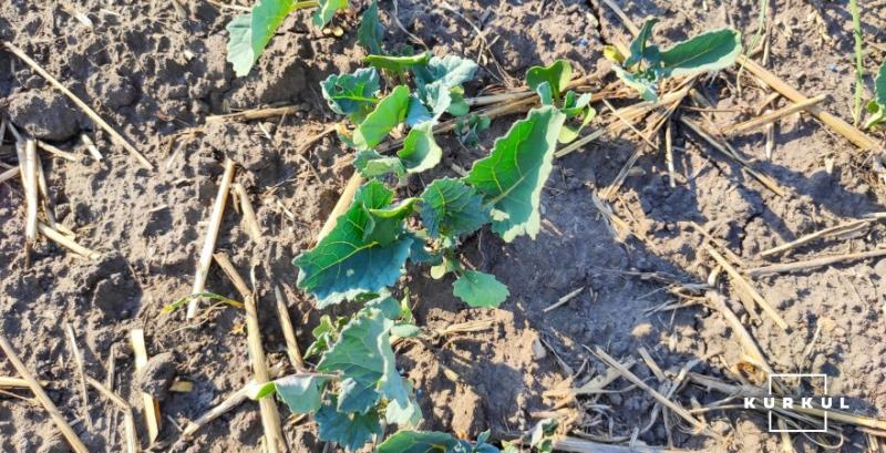 Контроль падалиці зернових культур у посівах озимого ріпаку — поради фахівців