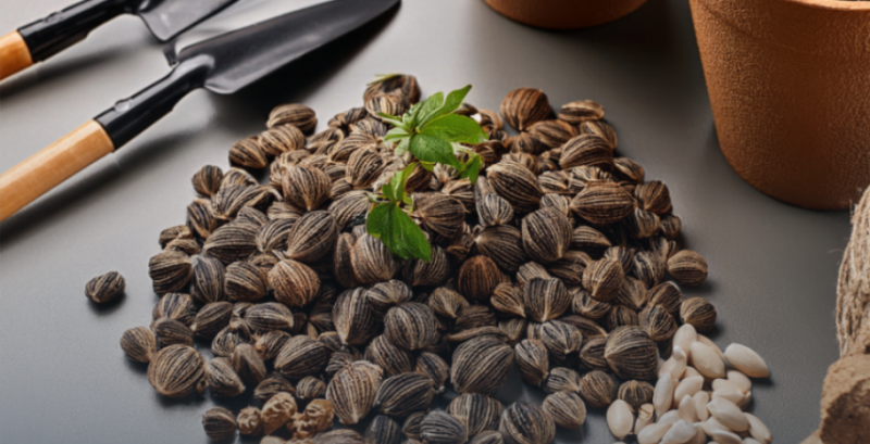 Цьогоріч в Україні було знищено 5,9 млн саджанців та понад 2 тисячі т насіння, непридатних для використання