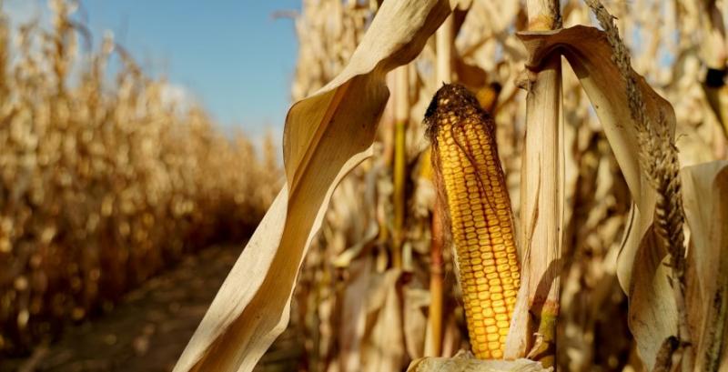 У двох регіонах молотять кукурудзу з врожайністю 10 т/га