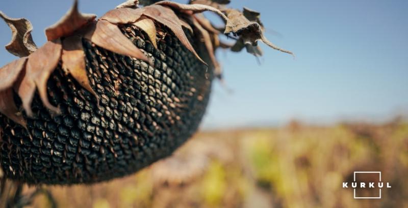 Низька врожайність соняшника на Півдні може призвести до дефіциту сировини та конкуренції переробників