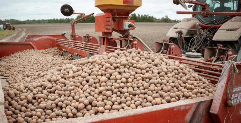 На фоні активізації збору фермери змушені знижувати ціни на картоплю На фоні активізації збору фермери змушені знижувати ціни на картоплю