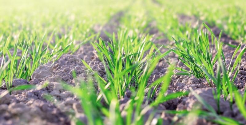 Терміни сівби впливають на вибір стратегії первинного захисту озимих зернових