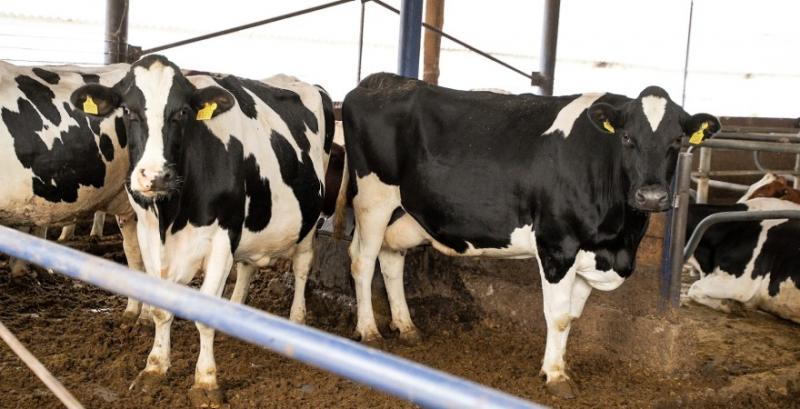 Кількість великої рогатої худоби в Україні за рік зменшилася на 10%