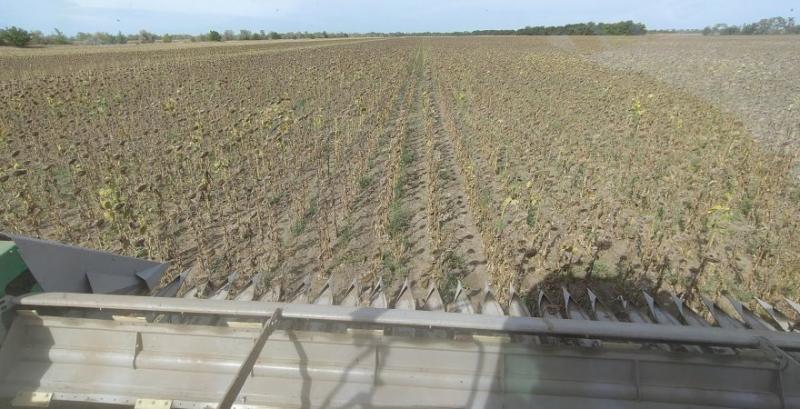 Погодні фактори зруйнували всі розрахунки аграріїв Погодні фактори зруйнували всі розрахунки аграріїв