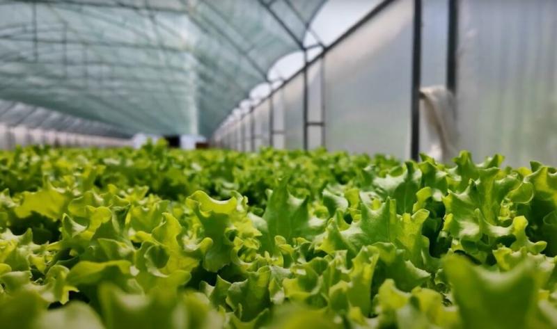 Два тепличні господарства за рік, як аграрій з Одеси вирощує мікрозелень Два тепличні господарства за рік, як аграрій з Одеси вирощує мікрозелень