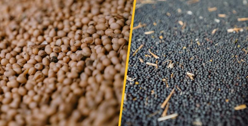 Експортні мита на сою та ріпак призвели до втрат $2 млрд валютної виручки — АСС Експортні мита на сою та ріпак призвели до втрат $2 млрд валютної виручки — АСС