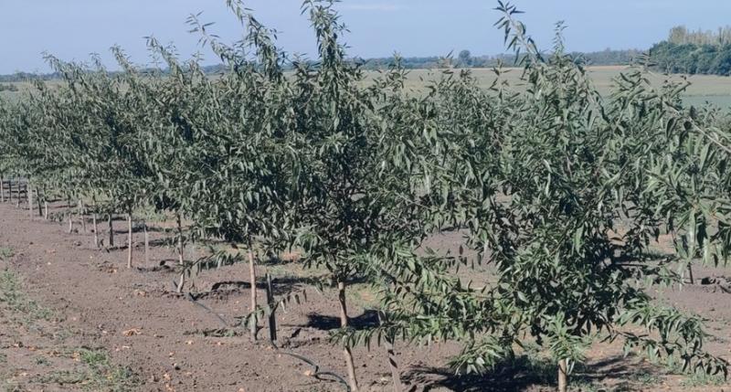 Сад мигдалю