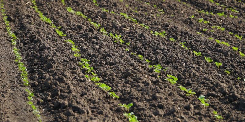 Експерти розповіли, як зберегти врожайність озимого ріпаку від злакових «конкурентів»