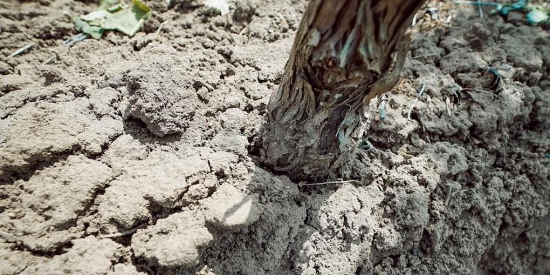 Виноградники на Одещині страждають від рекордної посухи Виноградники на Одещині страждають від рекордної посухи