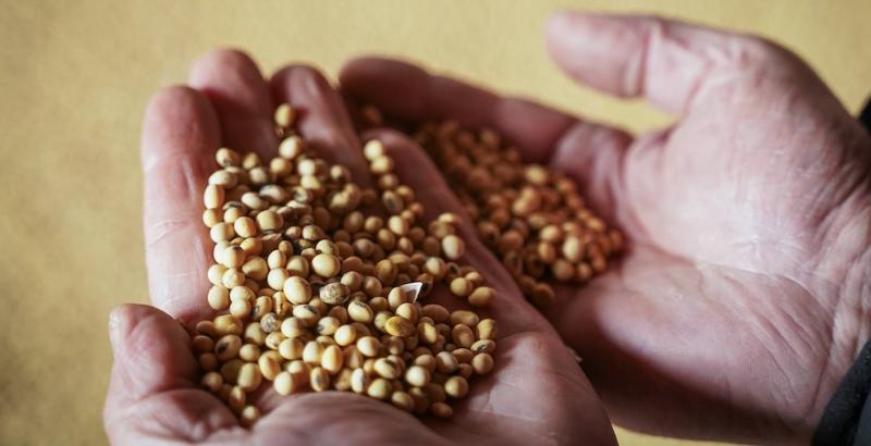 Кіровоградщина втратила майже третину врожаю сої через посуху Кіровоградщина втратила майже третину врожаю сої через посуху