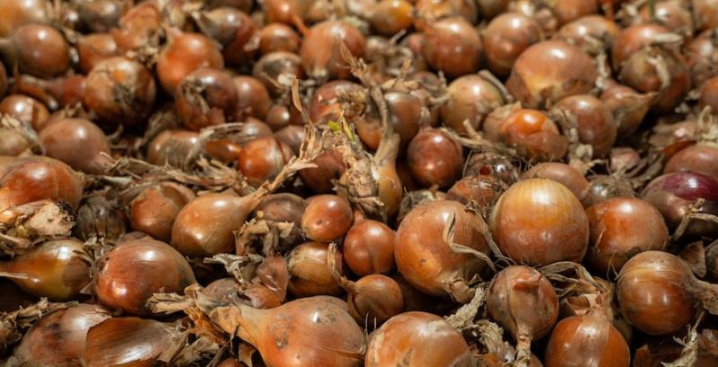 Господарство на Київщині завершило збір цибулі з врожайністю 50 т/га