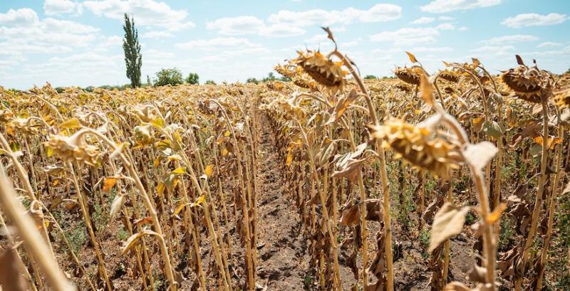 Українські аграрії зібрали понад 4 млн т насіння соняшнику
