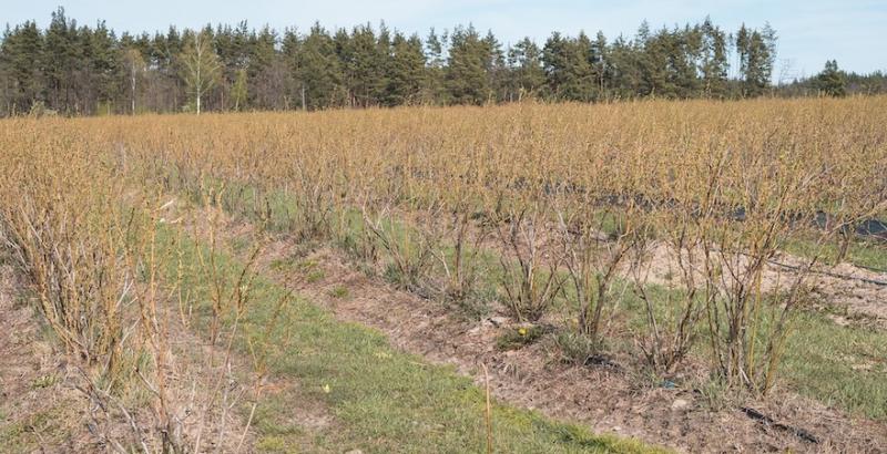 На полях Волині через заморозки постраждали плантації малини та лохини