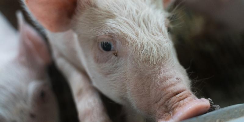 Господарство на Миколаївщині реалізує тисячу свиней щомісяця Господарство на Миколаївщині реалізує тисячу свиней щомісяця