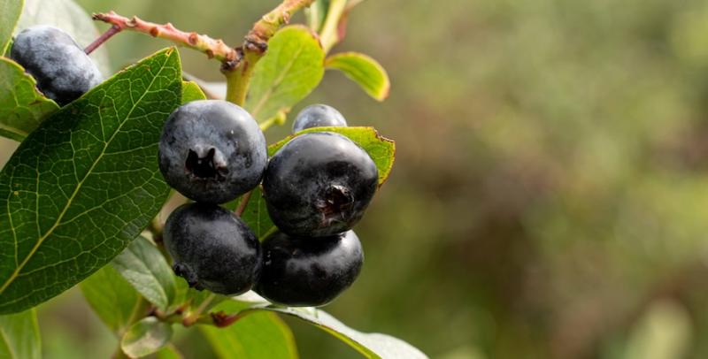 Фермери-ягідники можуть отримають нові інструменти для розвитку бізнесу