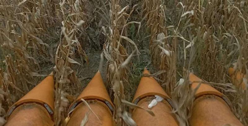 На українському ринку кукурудзи посилюється торгова активність