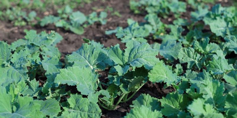 Через теплу осінь зростає ризик пошкодження озимих шкідниками — експерт