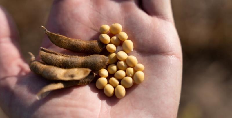 Внутрішні ціни на сою відстають від експортних на 5–7%