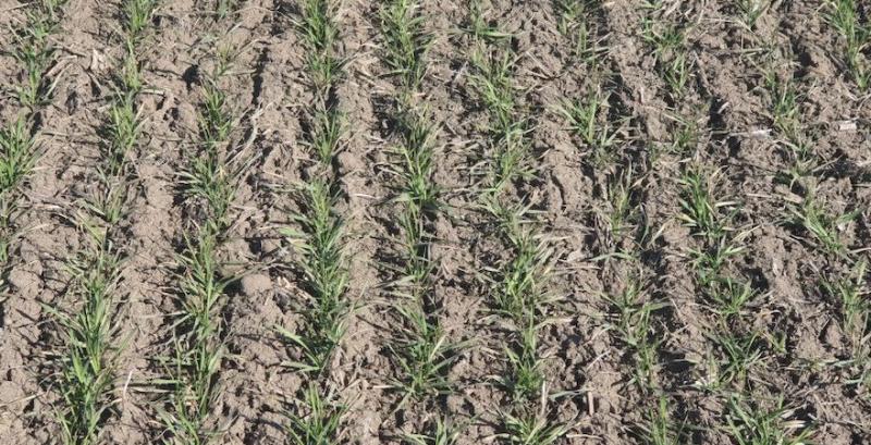 Озима пшениця