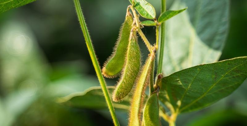 LNZ Group назвала найефективнішу схему захисту сої у 2025 році