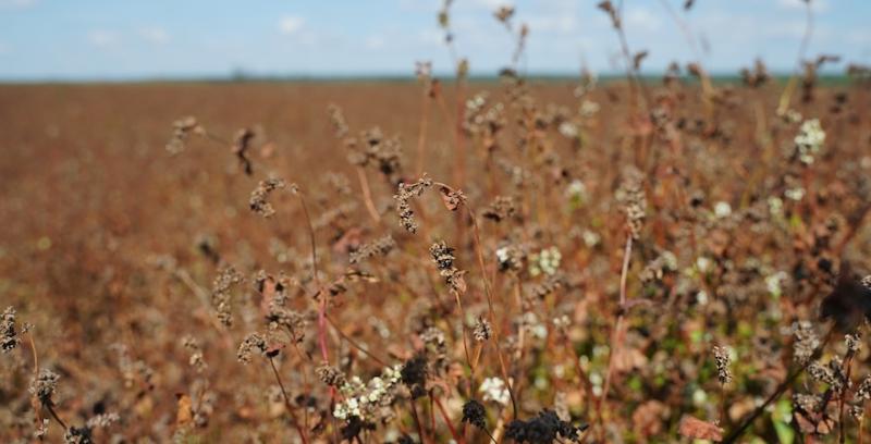 Поле гречки