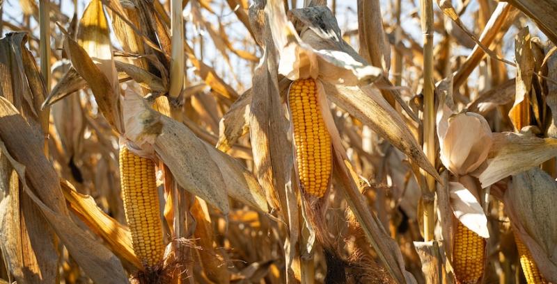 Кукурудза Кукурудза