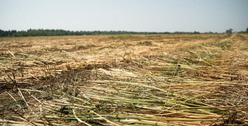 Скошені технічні коноплі