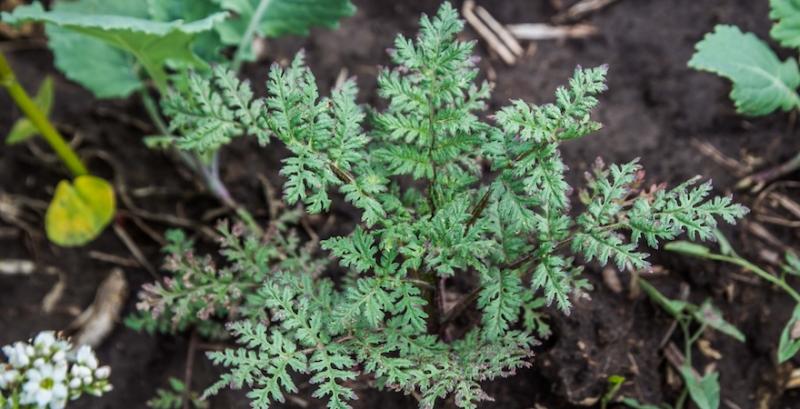 Сходи фацелії